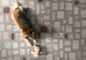 gresie si faianta de calitate | Overhead Shot Of Dog Cuddling With Stuffed Toy On Concrete Floors | Gresie Premium | Importator gresie faianta parchet de calitate din Italia